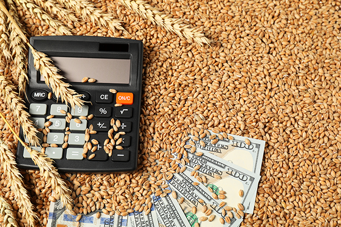 Wheat grains with calculator and money